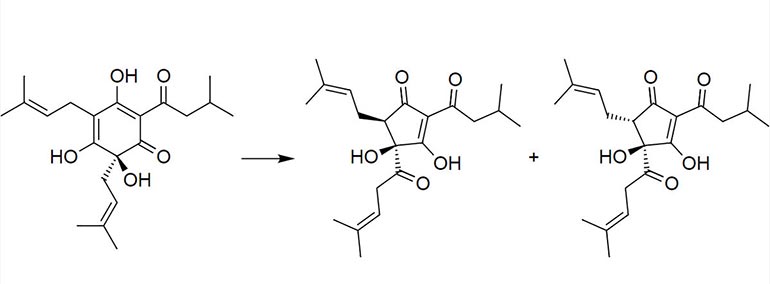 isomerization process in hops