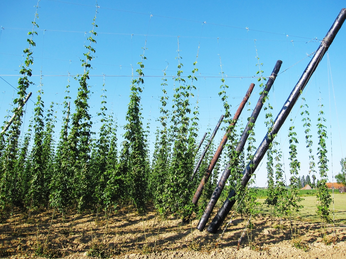 hop bines growing vertically