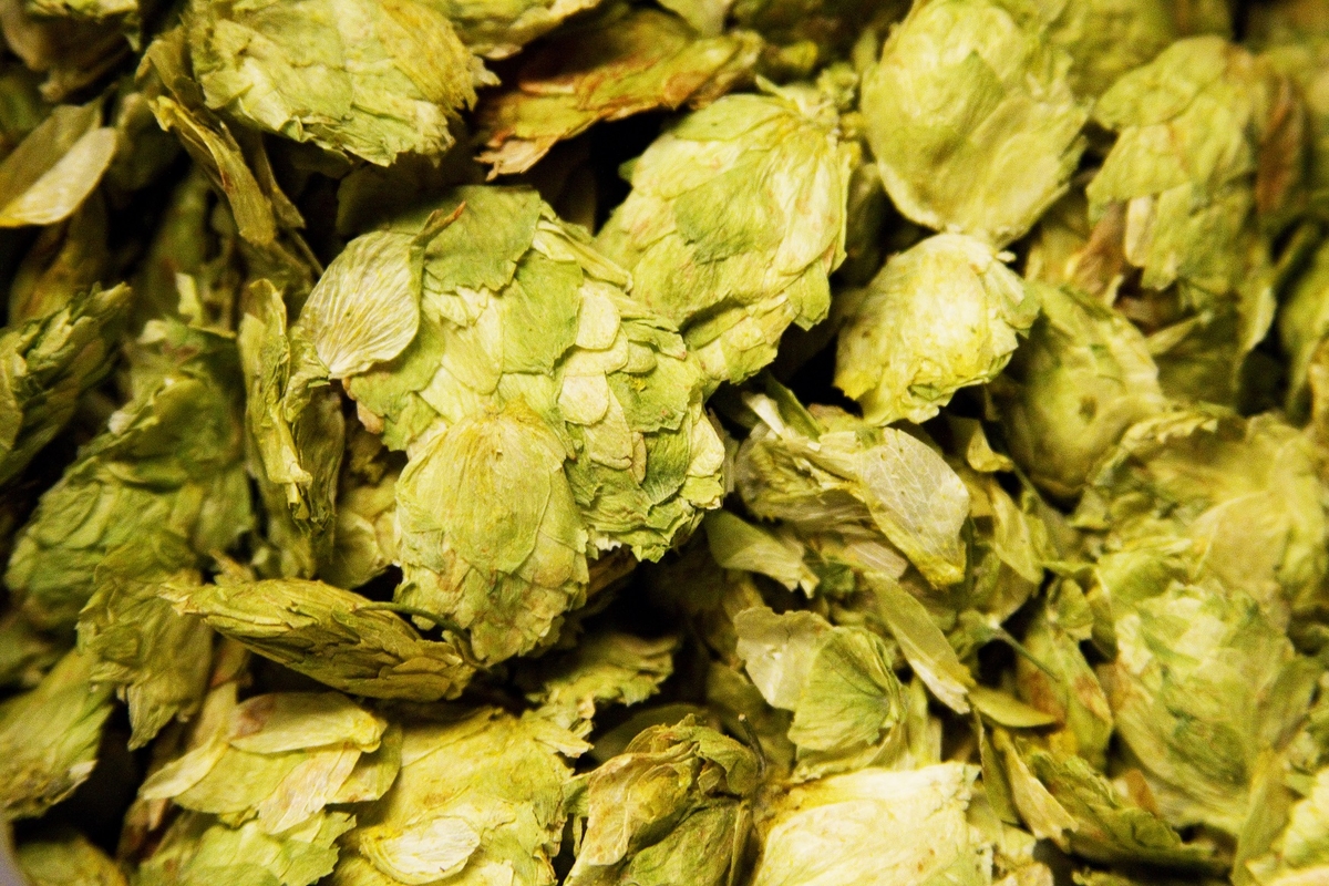 pile of centennial hops