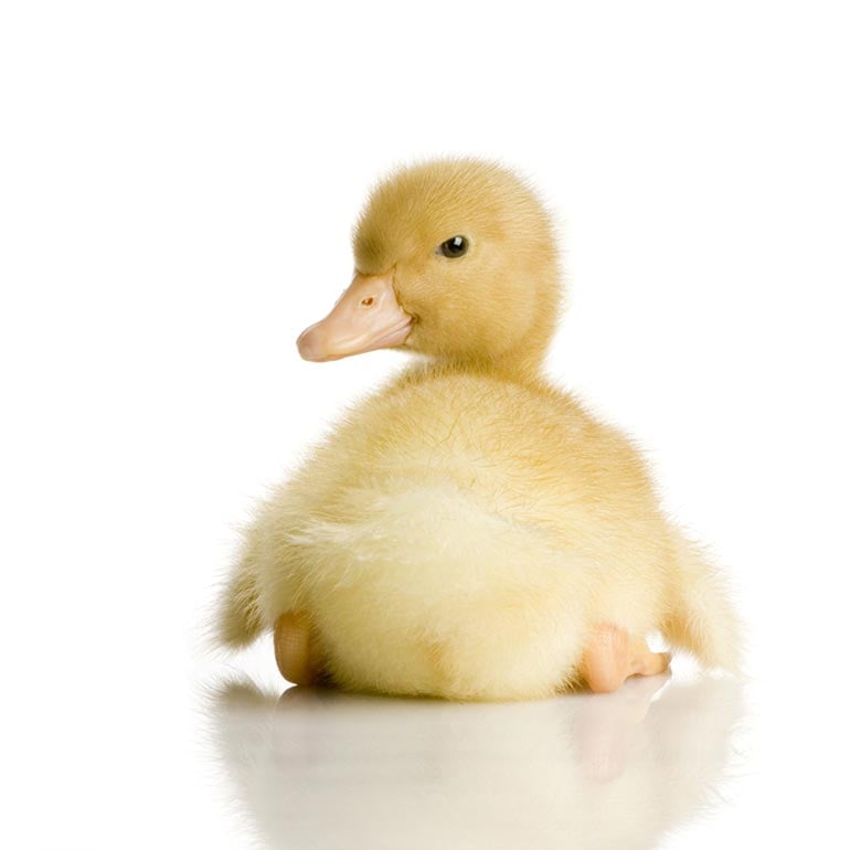 Fuzzy Duck