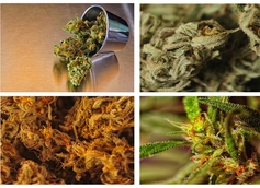 30 Best Sativa Strains To Try For An Energizing Experience